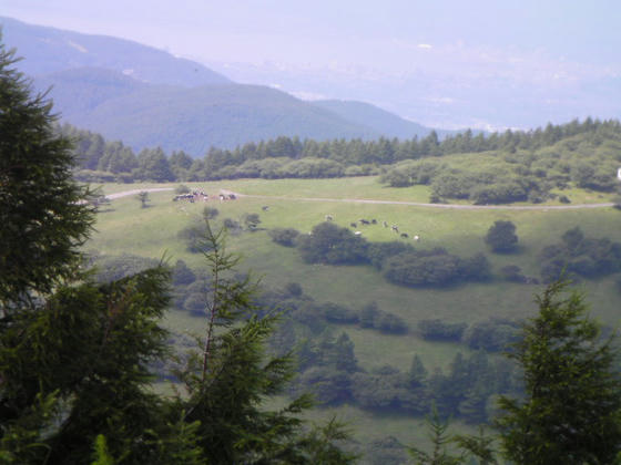 14：16　大沢山の入笠牧場には牛が見えました