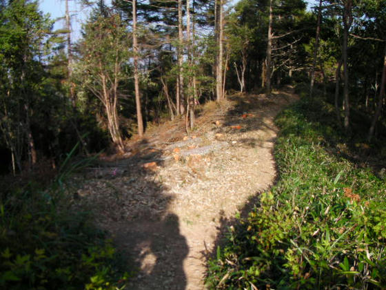 15:39 間伐は山頂直下までしてありました。広葉樹と唐松が多いので冬や芽吹き前は樹間から景色が楽しめそう?