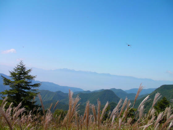 12：11　稜線出合まで戻りました。ススキの上に北アルプスが浮かんでいます