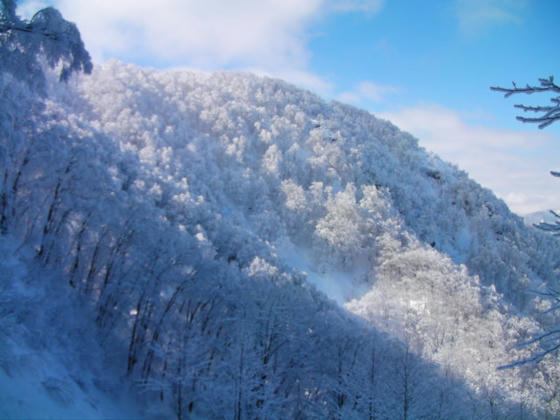 11：41　気温も上がってきたのですが木々に積もった雪はそのままの状態をキープしていて綺麗でした