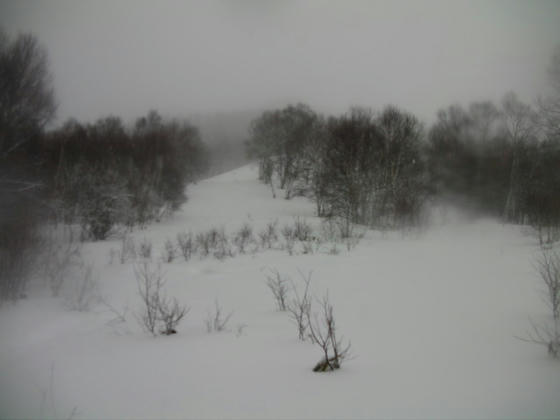 11：48　フリークコース　まだブッシュが埋まりきる程の積雪量は無いようです