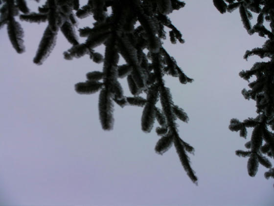 851　針葉樹も氷でパックされてます