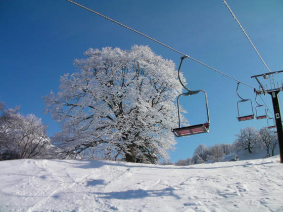 916　早速第1リフトから。枝に積もった雪が美しい
