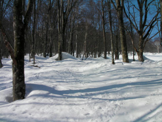1344　ヤッホーC脇の林の中。すっかり圧雪でコブを滑るような感じでした