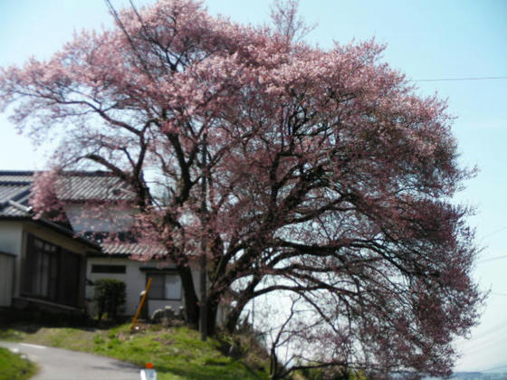 955　辰野町の坂の上にある一本桜