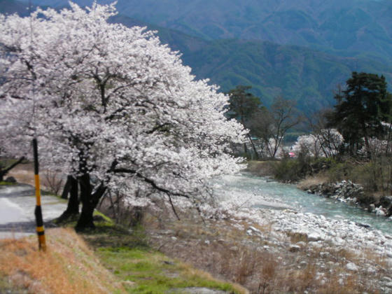 1103　駒ヶ根/飯島境の堤桜