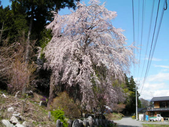 1119　中川村のお墓守の枝垂桜