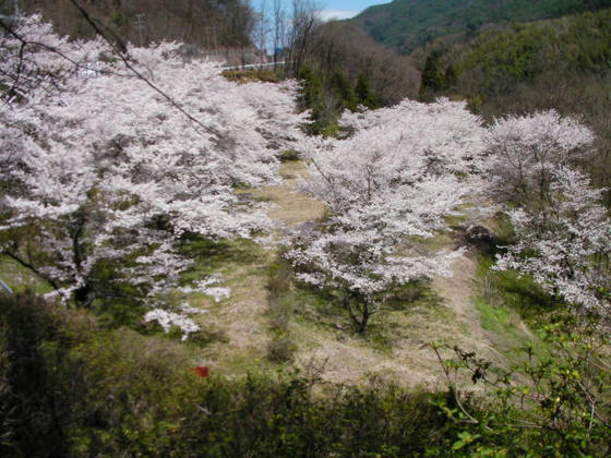 1122　坂戸峡の堤桜