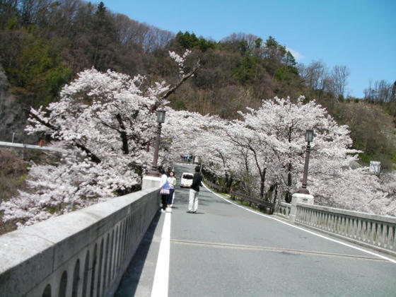 1123　坂戸峡の橋から。桜トンネル状です