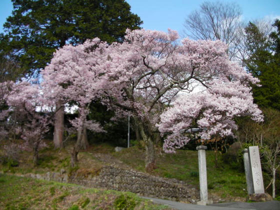 1531　清水寺と書いてせいすいじと読みます。3月末には13回忌を済ませました。前々回の御柱下社の山出し前日でした