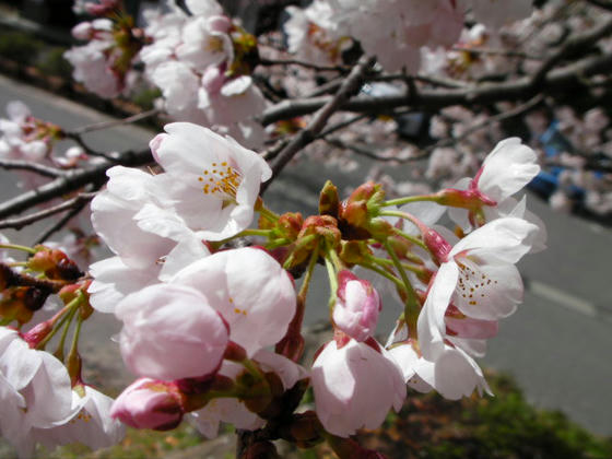 956　表口付近の開花状況