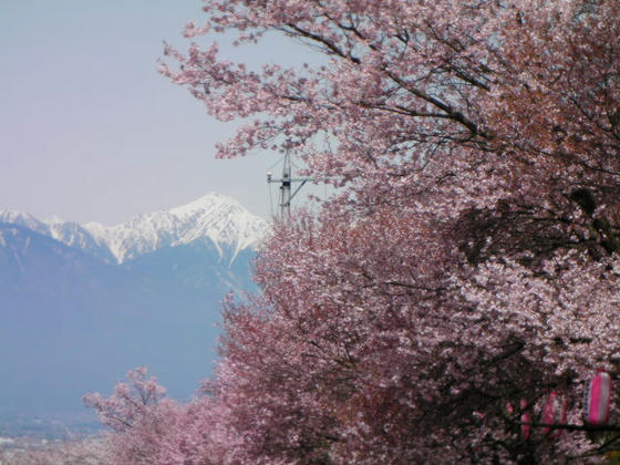 959　常念岳と桜。電柱が邪魔でしたorz