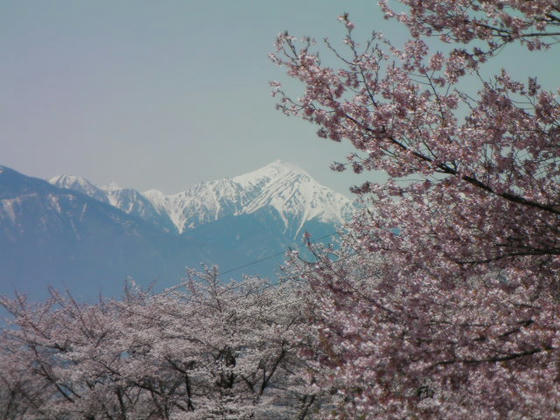 1001　常念岳と桜。電線が邪魔でしたorz