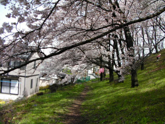 1006　桜のトンネルになっていました。左にある住宅の方は居ながらにして2000本の桜を愛でることが出来ますね～