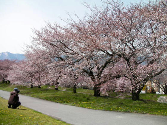 1118　645判のカメラで撮影している方がいました。ご自宅は光城山だそうです。開花が遅れているのでこちらへ撮影に来られたようです