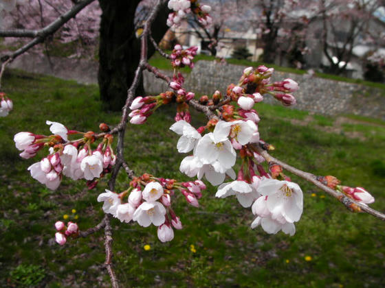 1142　開花状況。弘法山よりも遅い感じです。来週頭頃が見ごろ、後半に花吹雪でしょうか？