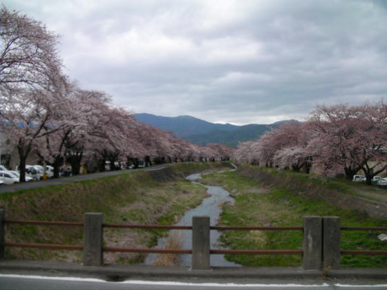 1614　安曇野市より岡谷市は緯度的に南に位置しているので、若干ですが開花状況は進んだ感じでした