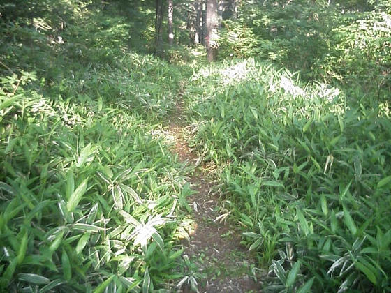 1602　失意の内に下山ですorzこちらのルートも踏み跡は少ないようです