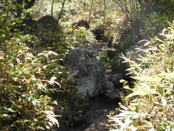 946　中間ピークから東峰への登り返しは本格的な登山道ぽく面白いです