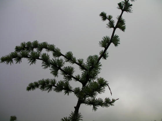 607　カラマツの若芽には霧がびっしりと付着していました