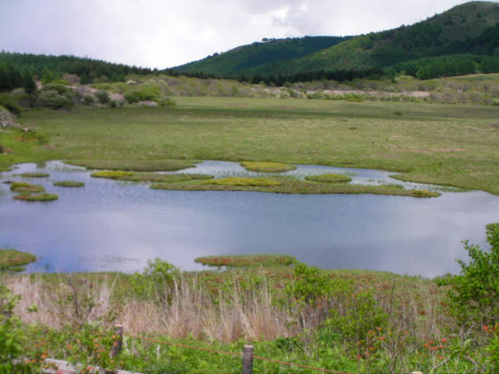 1338 前回は枯れ草野原だった湿原もだいぶ緑に覆われてきました
