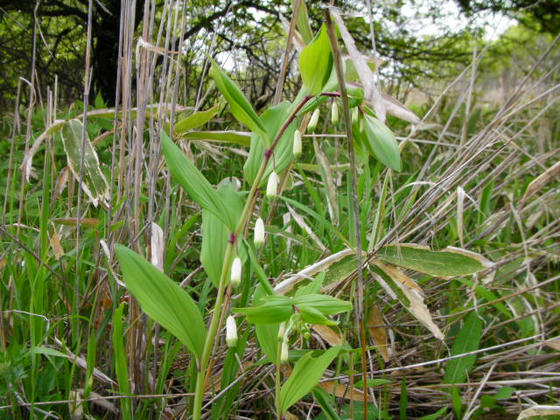 1341 木道周りには高山植物が咲き始めていました