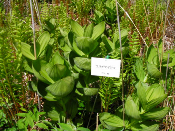 1344 これは大きい植物です
