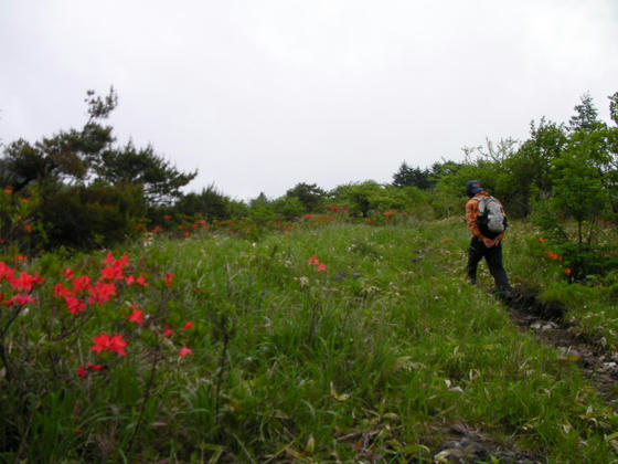 1054　今日は鷲ヶ峰が目的なのでビーナスライン脇の登山道を進みます