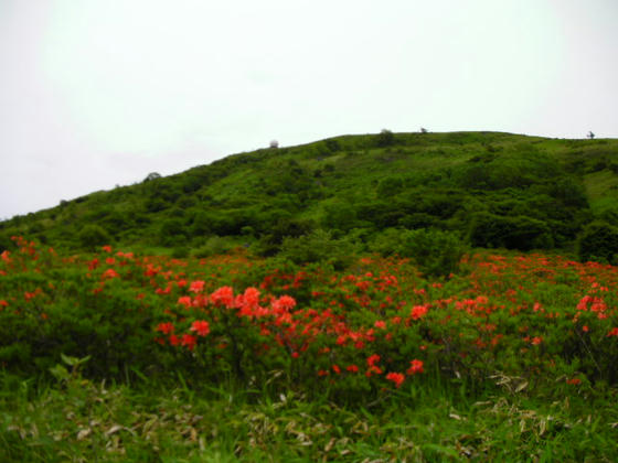 706 ここら辺が一番の群生地でしょうか