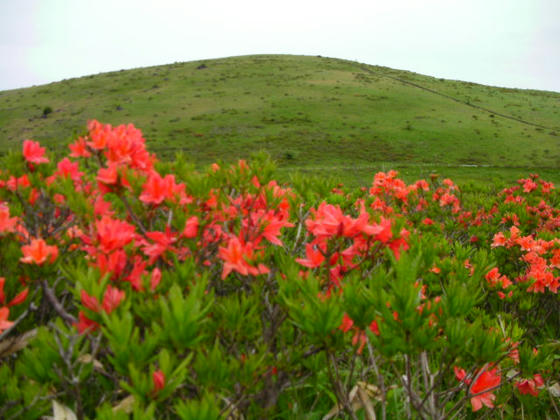 709　蝶々深山とレンゲツツジ