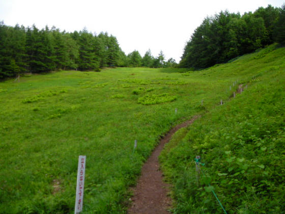 1518　入笠山スキー場跡地のお花畑。スズランは終わっていましたorz