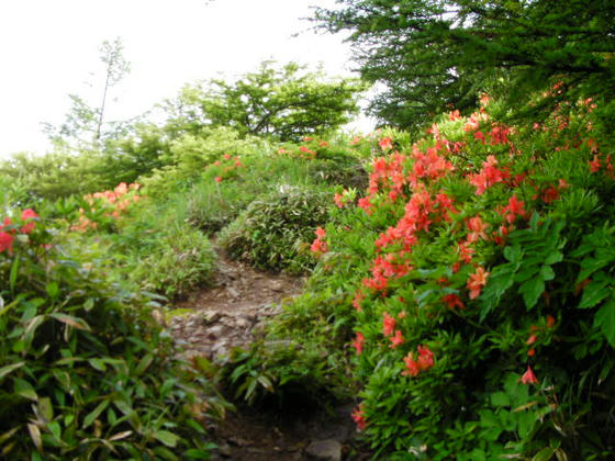 1532　登山道脇にレンゲツツジが咲いていました