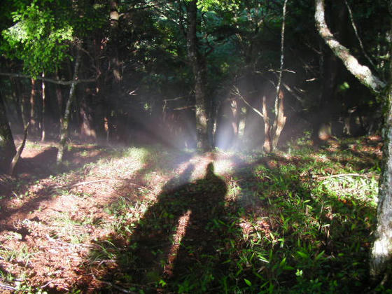 804　木漏れ日と霧が織り成す幻想的な風景