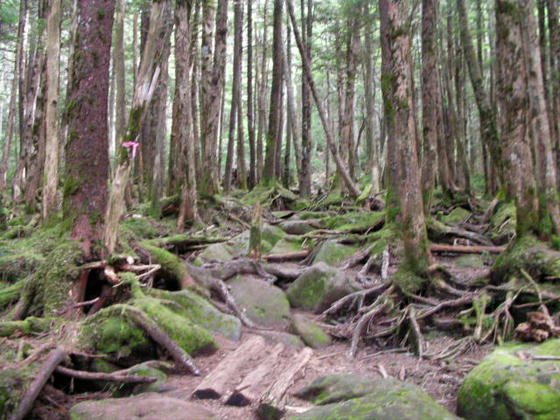 1441　日光が余り入らない樹林帯でしょうか？苔が多くなってきました。風も遮られ急登になると汗が噴き出しました