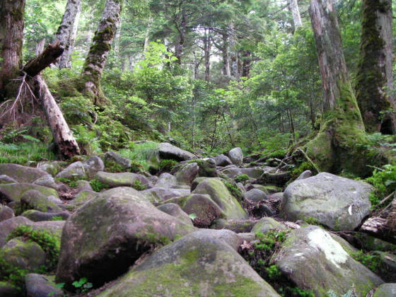 1445　急登で岩ゴロ。どうやら本格的な登山の雰囲気…