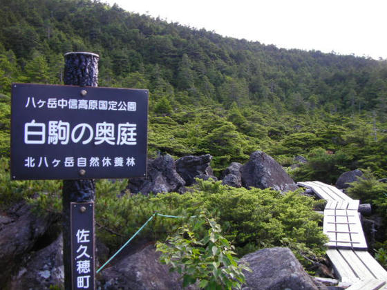 1603 暫く進むと視界が開け「白駒の奥庭」に出ました。しゃくなげの群生地のようです