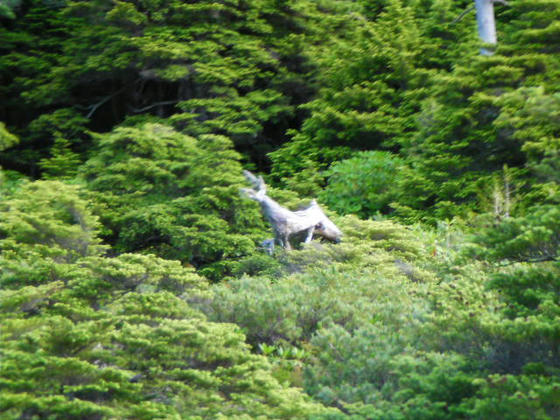 1603　遠目にはニホンジカそっくりな倒木が！