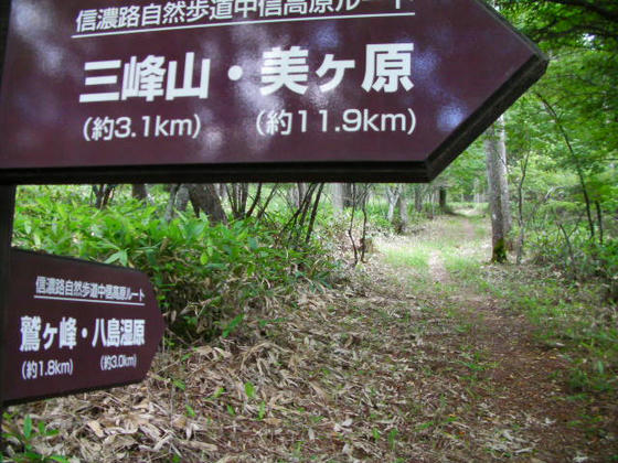 1350　ビーナスラインから登山道へ入った直後。ここだけ綺麗に整備されていました