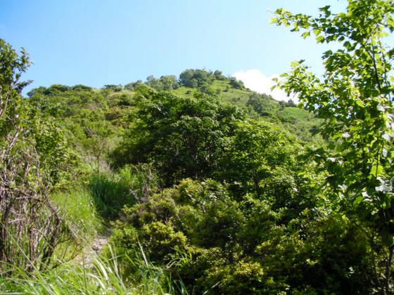 1434　ピーク⑥から僅かで疎林となり一気に山頂へ向け急登が続きます