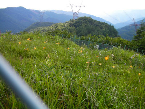 1536　鉄塔を囲う金網が鹿除けの役割をして、中はお花畑状態のようです