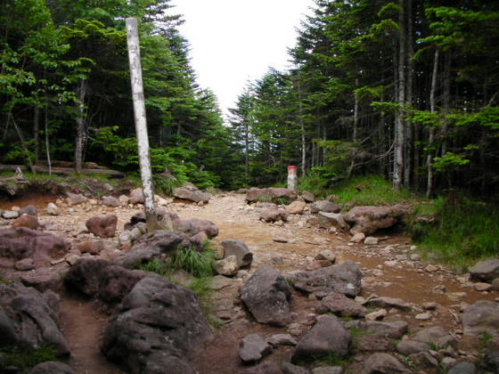 1428　縞枯山方向への登山道