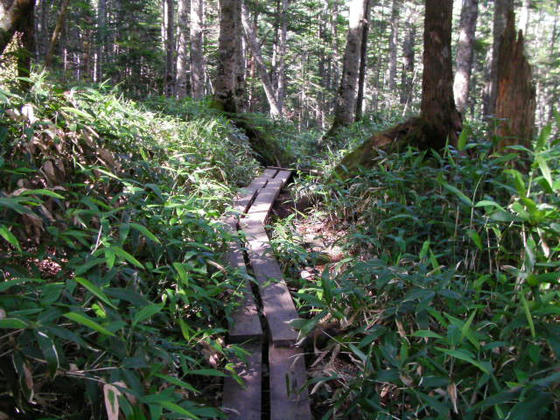 1450　岩ゴロ続きだったので木道は快適でした