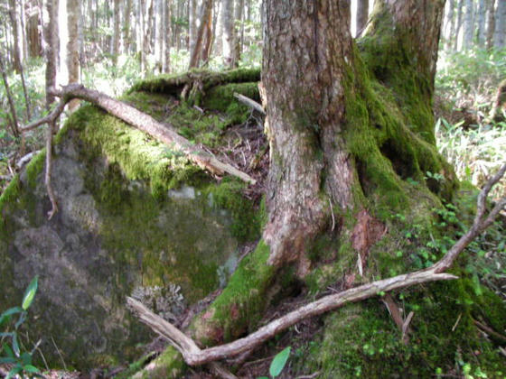 1553 岩を抱いた樹木が