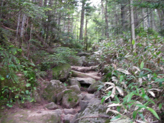 1456 雌池を離れると直ぐにこんな感じの日の当らない樹林帯岩ゴロの登山道になりました