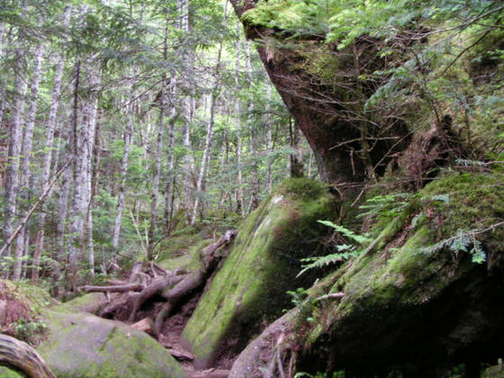 1500　斜度は然程無いのですが、岩が多く倒木だらけ、しかも苔生して滑りますorz