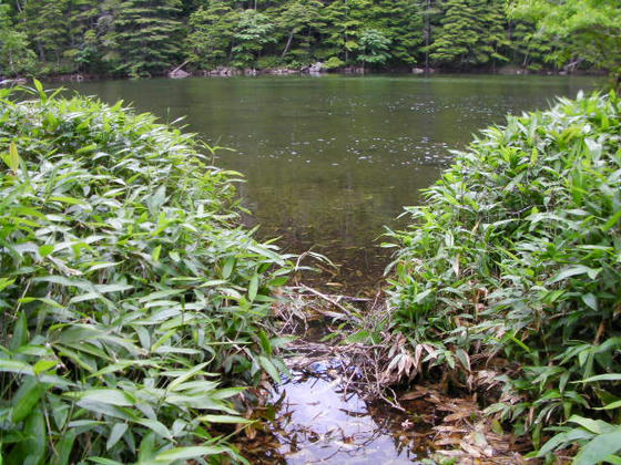 1523　こちらの方がアクセスとしてはメインなのでしょうか？(大河原峠⇒天祥寺平)