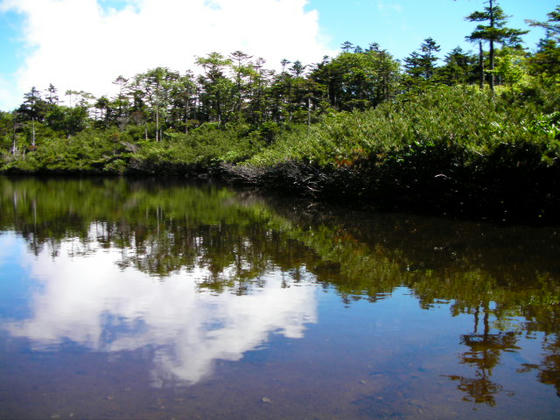 風の無い部分は水鏡になっていました。これで北八の池巡りはコンプリートかな？