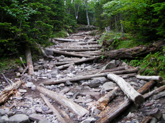 712　倒木なのか木階段なのか判然としません(苦笑)木階段は登山道に対し斜めに埋めてあります