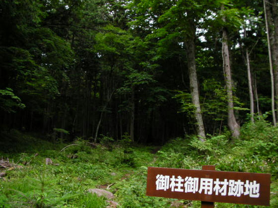 1406 この辺りから樅の木が急に多くなりました