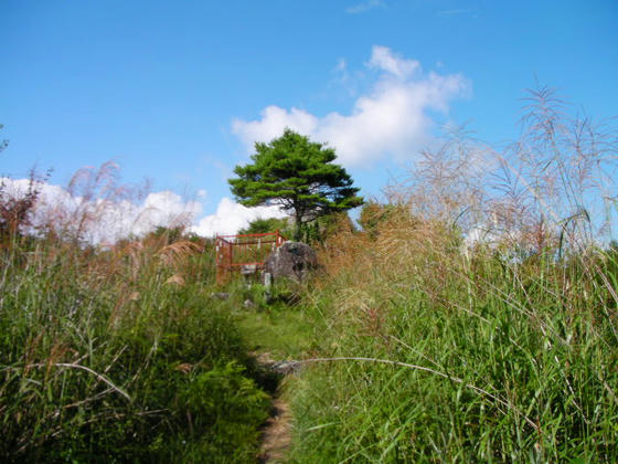 1456　東峰へは守屋神社奥の院を経てあとわずかです。すすきの背丈が伸びていました